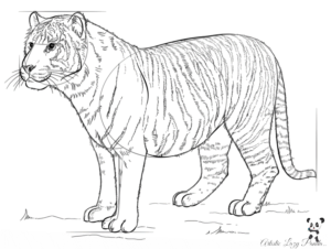 Draw A Tiger